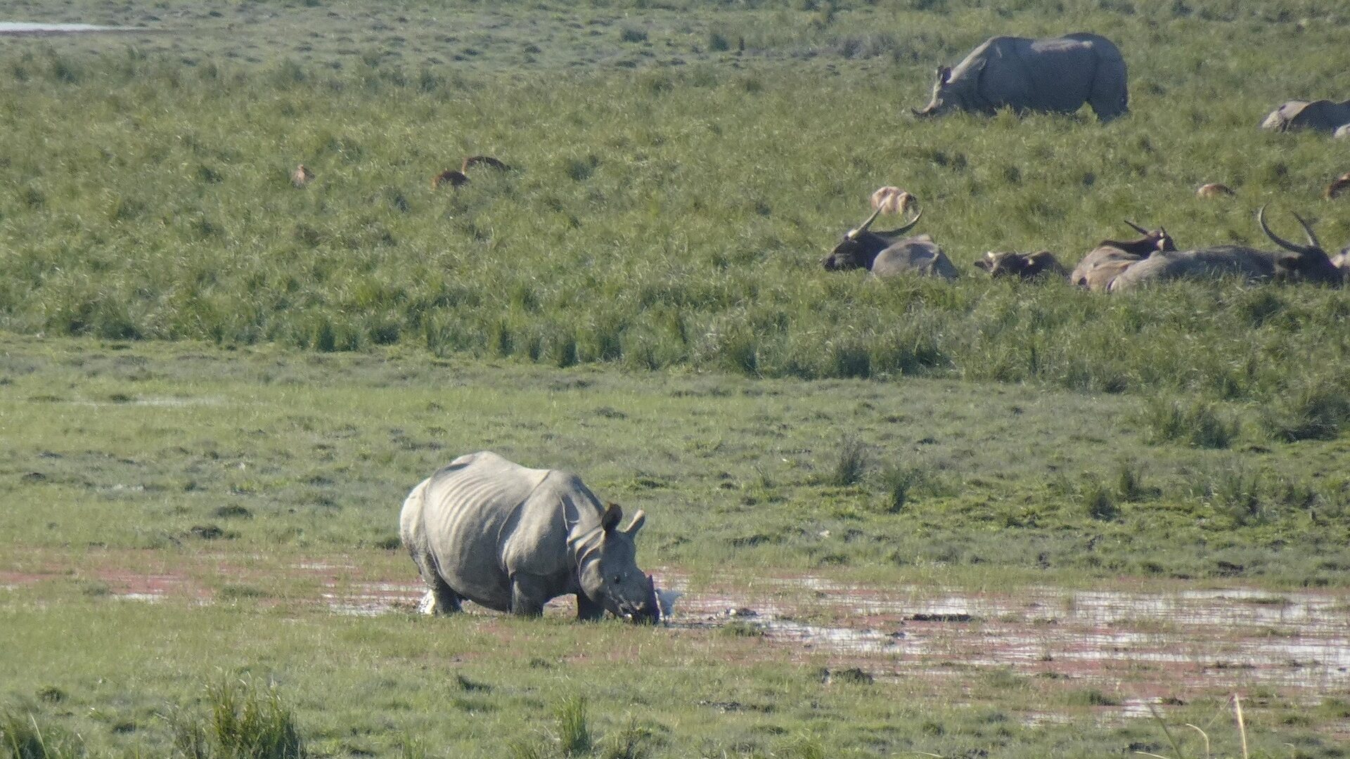 Home sarangib rhinoceros 6885358 1920